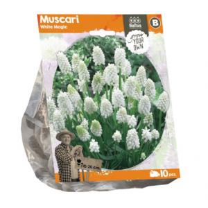 Baltus Muscari White Magic bloembollen per 10 stuks
